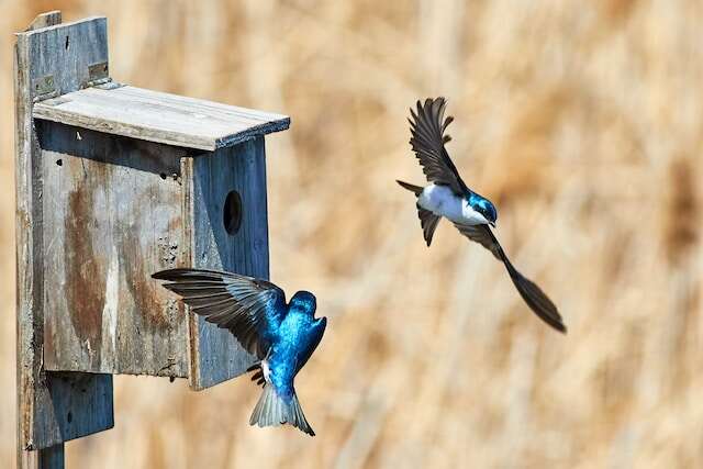 A couple of swallows flying around their nesting box.