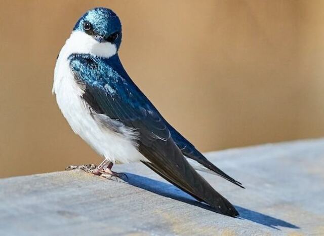 A Tree Swallow perched on a deck railing.
