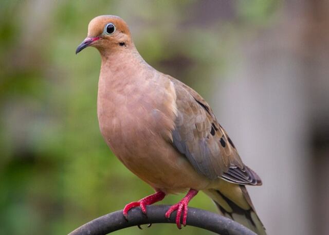 A Mourning Dove perched on a shepherds hook.