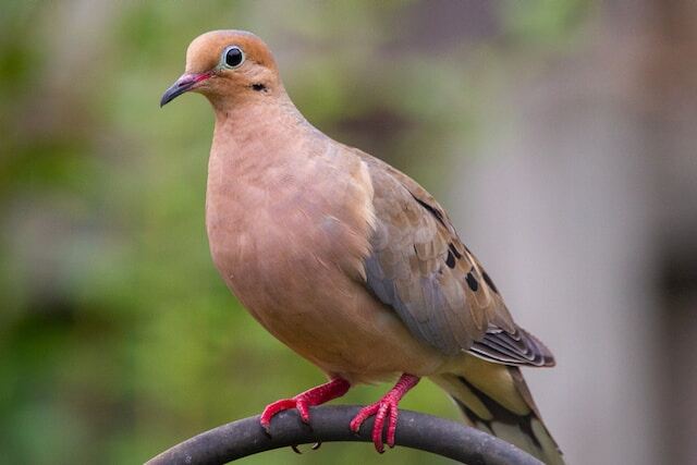 A Mourning Dove perched on a fence.