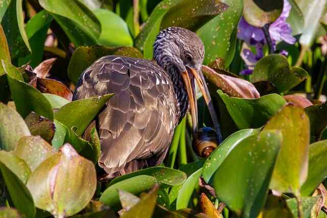 A limpkin snatches a snail amongst the water hyacinth.
