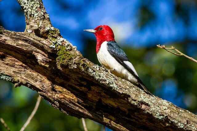 A Red-headed woodpecker on a branch.