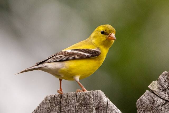 An American Goldfinch perched on a fence.