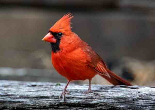 A Northern Cardinal perched on wood.