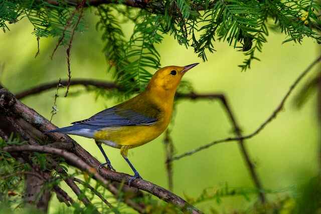 A prothonotary warbler on a branch.

