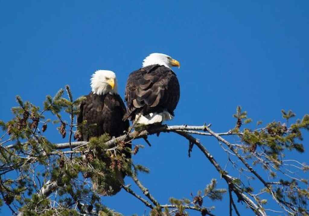 A pair of Bald Eagles perched in a tree.