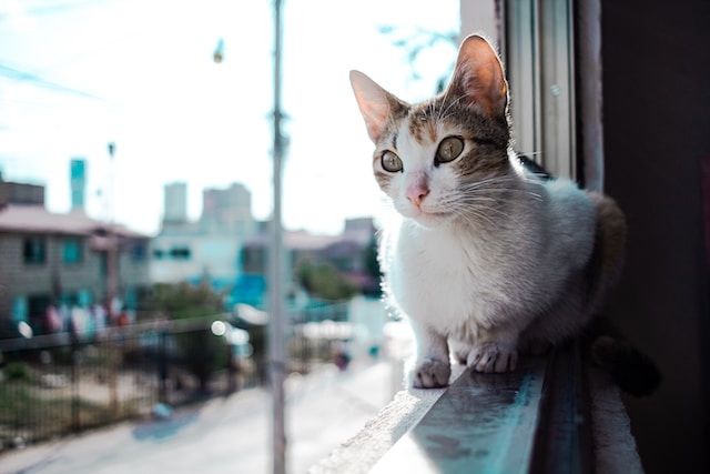 A cat on a balcony watching birds fly by.