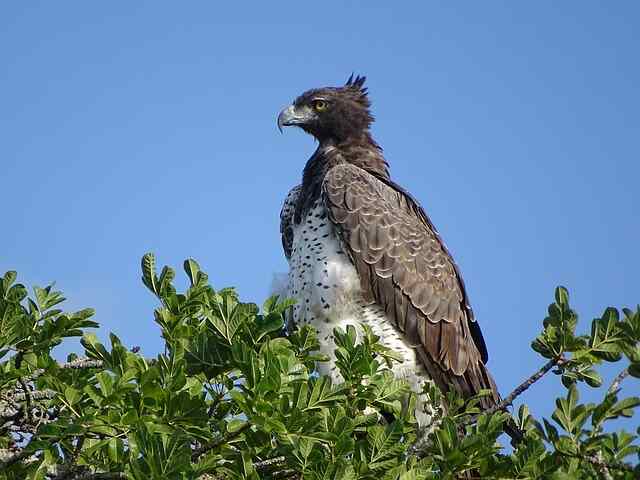 A Martial Eagle perched on a tree.