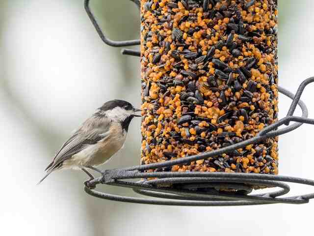 A chickadee perched at a feeder eating away.