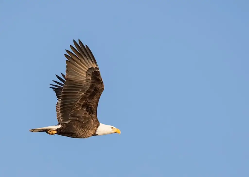 A Bald Eagle flying through the air.
