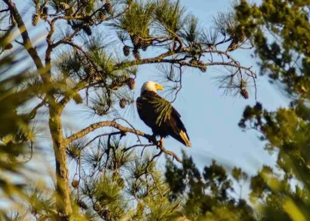 A Bald Eagle perched in a tree surveilling the area