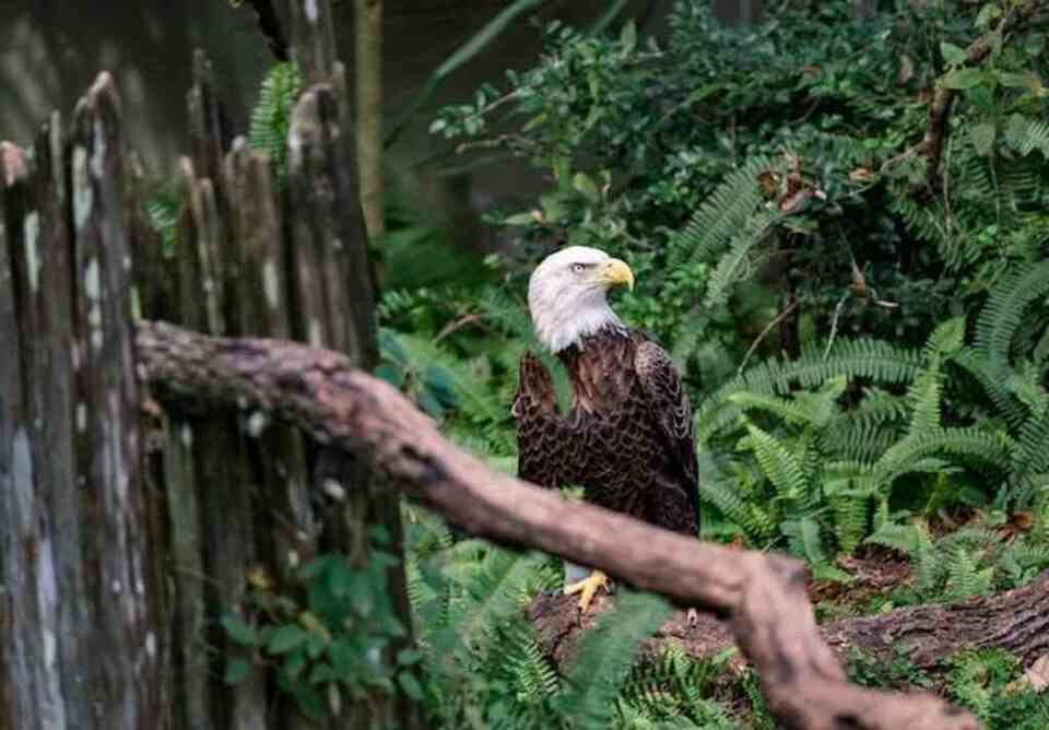 A Bald Eagle perched on a tree branch.