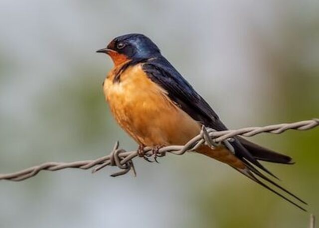 A Barn Swallow perched on a wire.