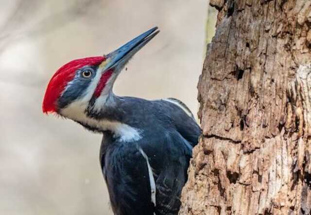 A Pileated Woodpecker chiseling away at a tree.