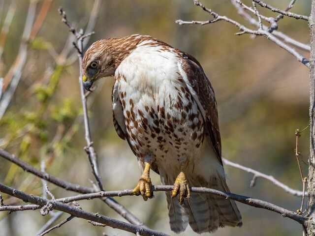 A red-tailed-hawk perched on a tree branch.