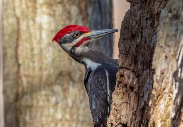 A pileated woodpecker perched onto the side of a tree, drumming away.