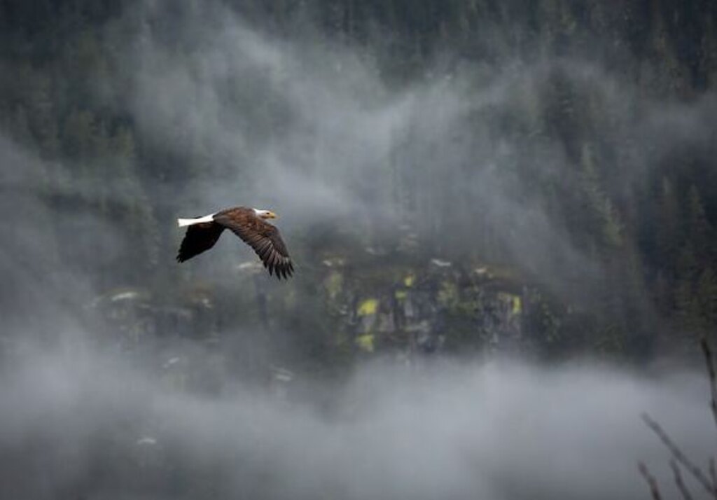 A Bald Eagle soaring in mist.