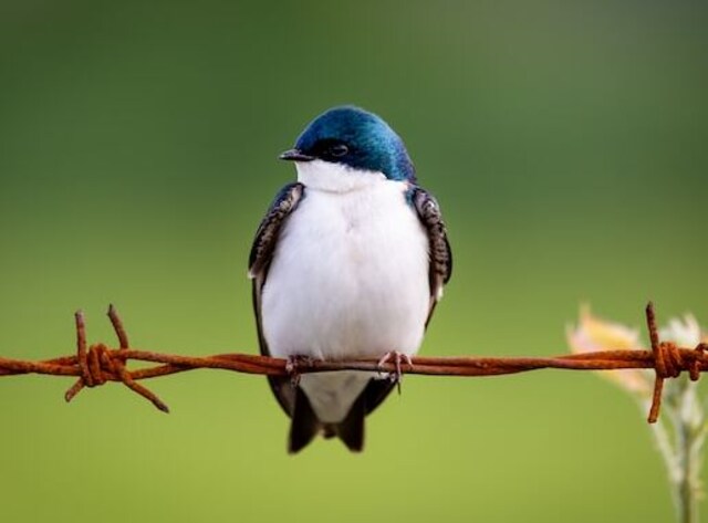 A Tree Swallow perched on a wire.