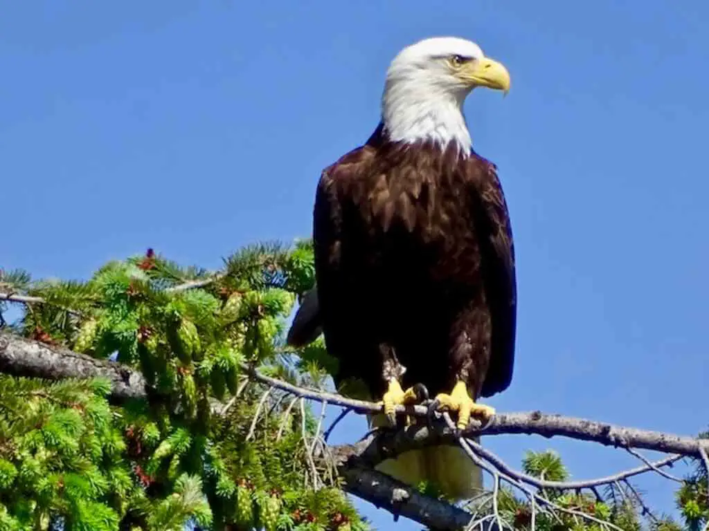 A Bald Eagle perched on a tree branch.