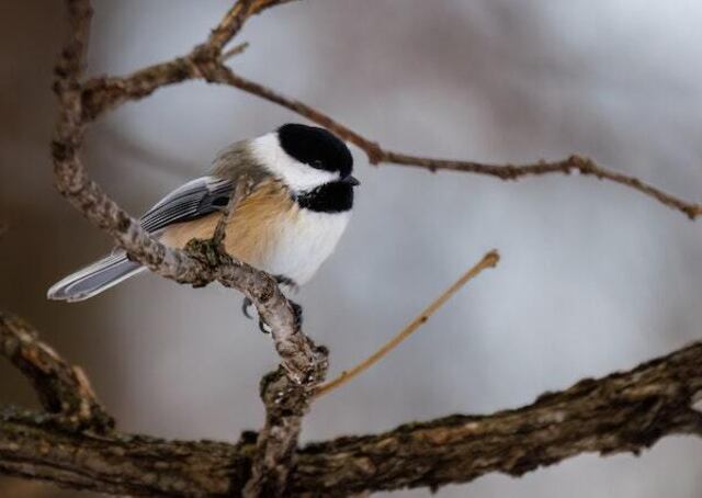 A Black-capped Chickadee perched on a tree branch.