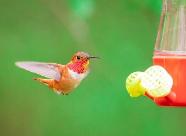 A rufous hummingbird at a nectar feeder.