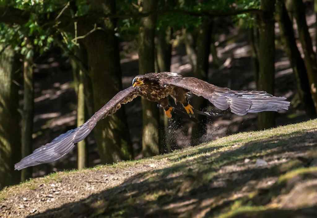 An eagle flying close to the ground.
