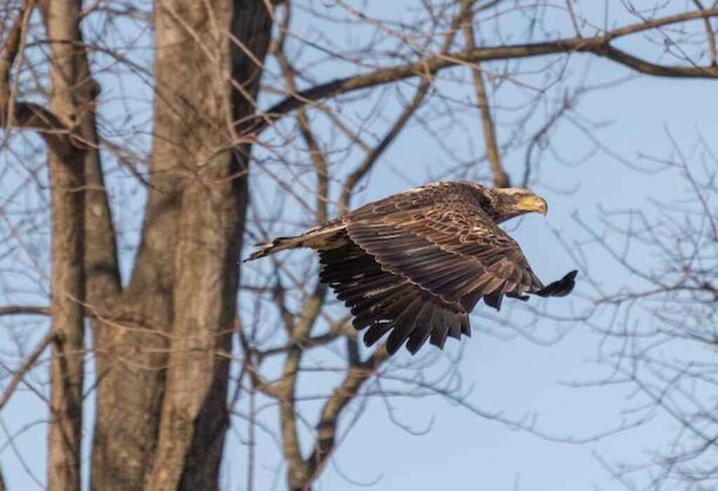 Brown Eagle Flying and Bare Tree against Blue Sky in Background.