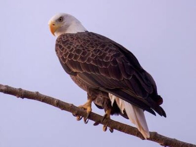 A Bald Eagle perched on a thin branch with its talons.