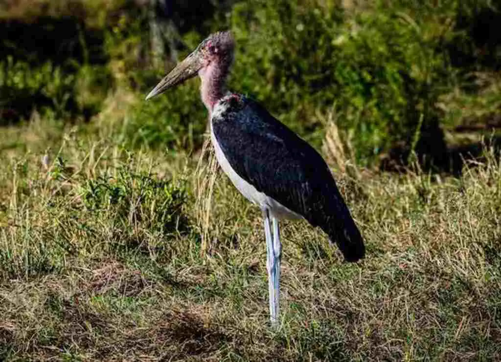 A Marabou Stork foraging on land.