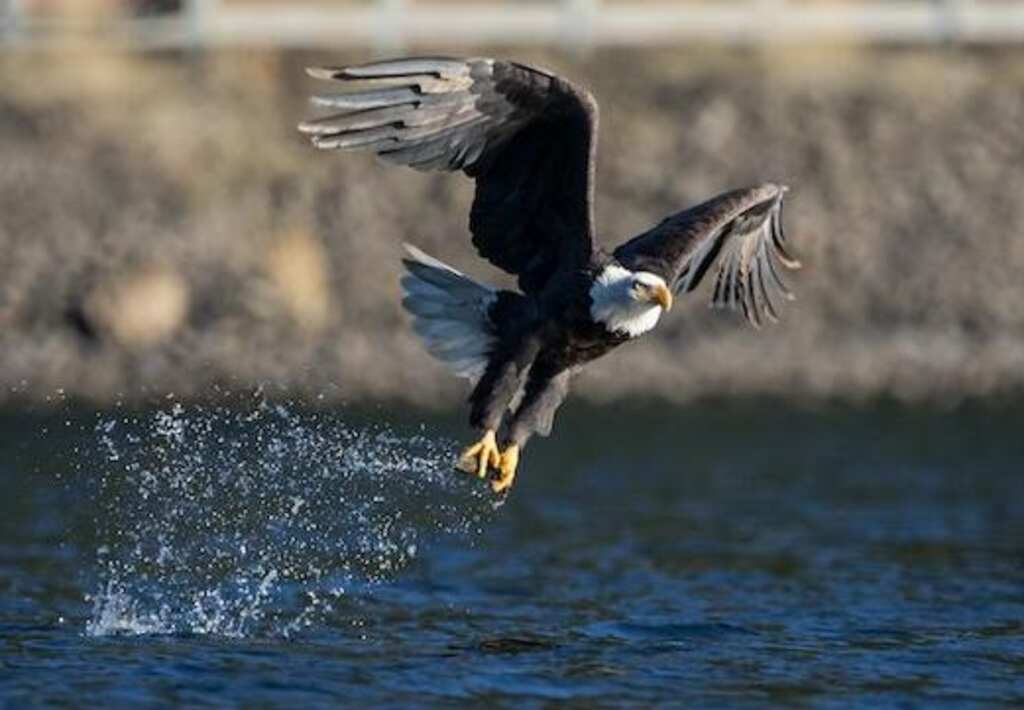 A Bald Eagle coming out of a dive with a fish in its talons.