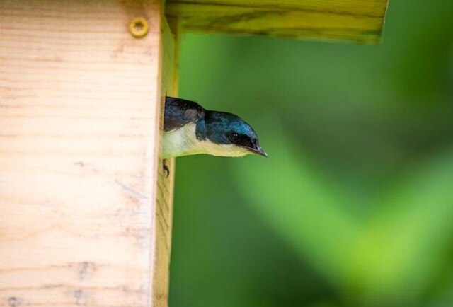 A tree swallow sticking its head out of a birdhouse.