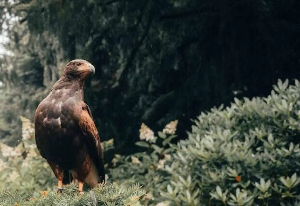 A Golden Eagle standing on grass.