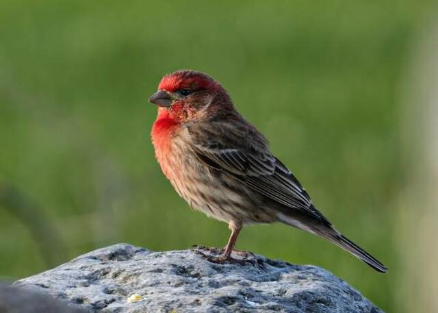 A House Finch perched on a rock.