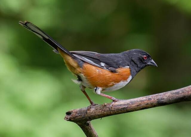 An Eastern Towhee perched on a branch.