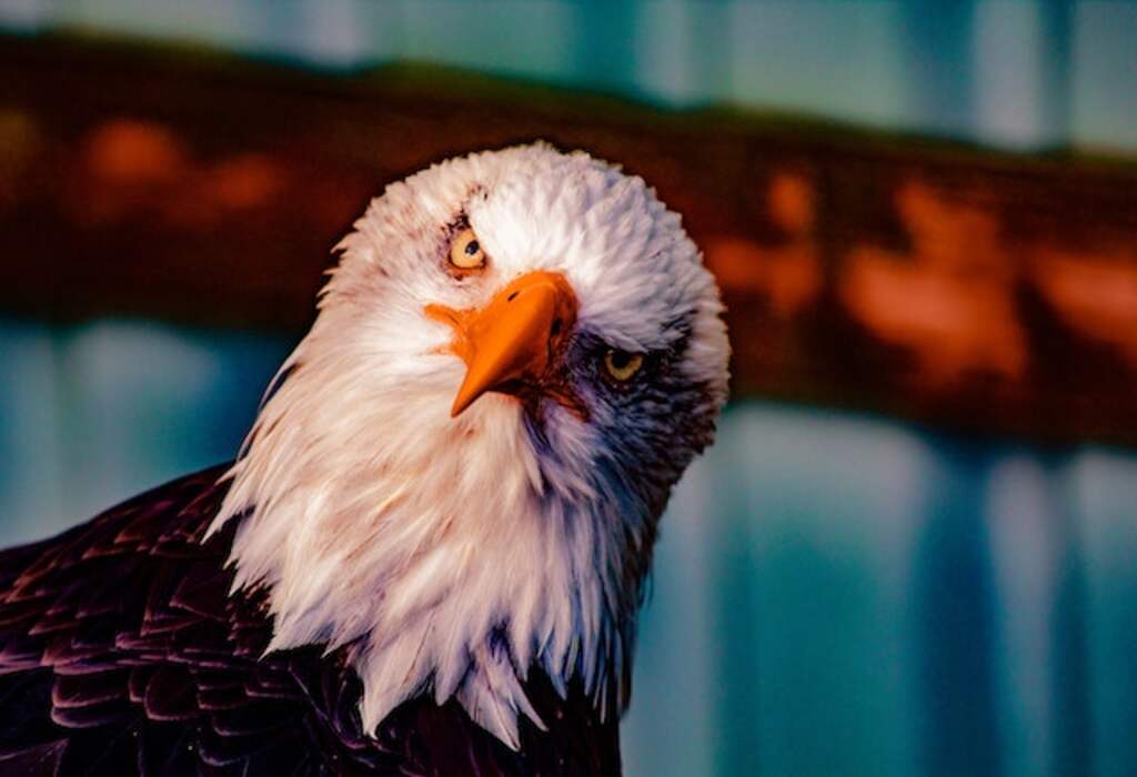 A Bald Eagle giving a suspicious look.