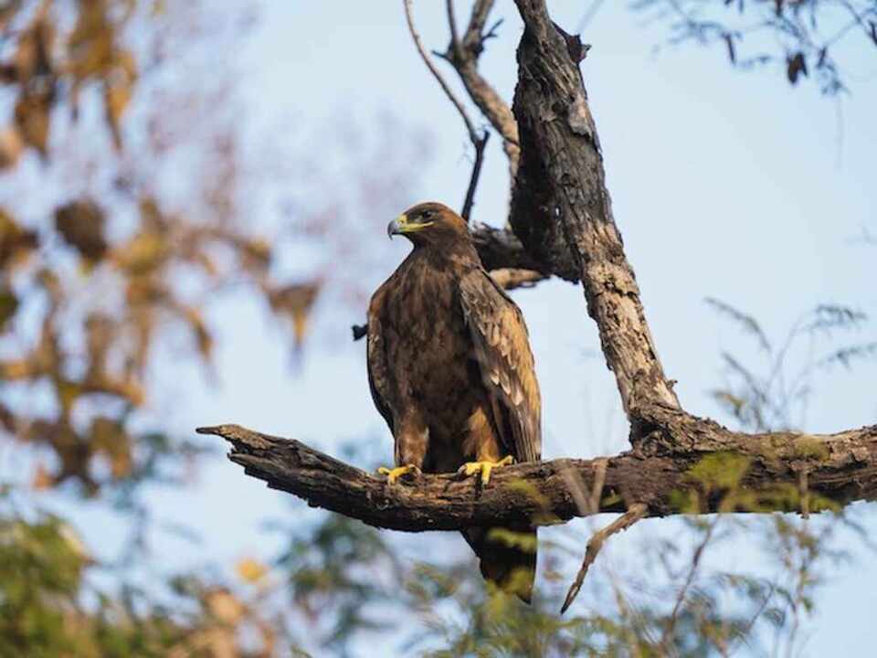 A Golden Eagle perched in a tree.