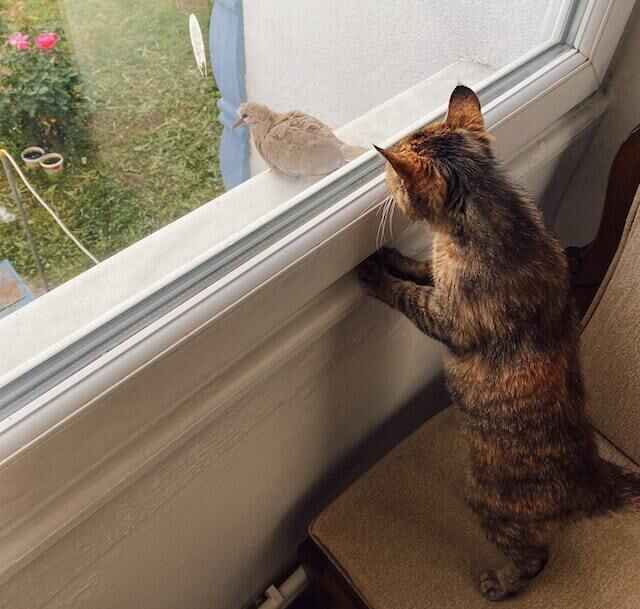 A Cat watching a mourning dove from the window.