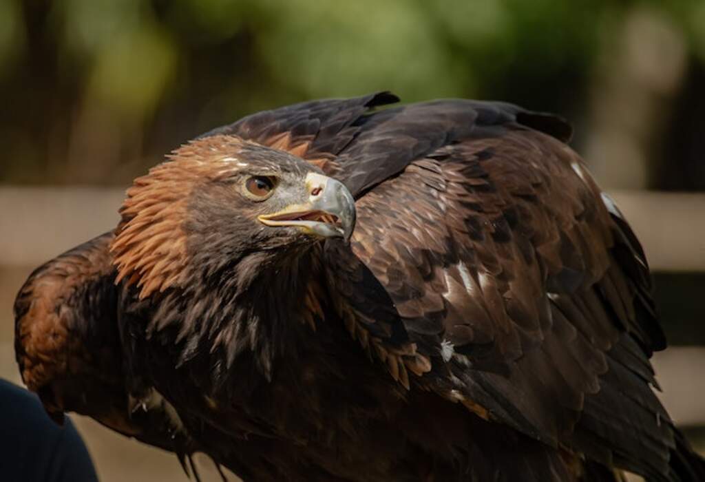 An angry looking Golden Eagle.