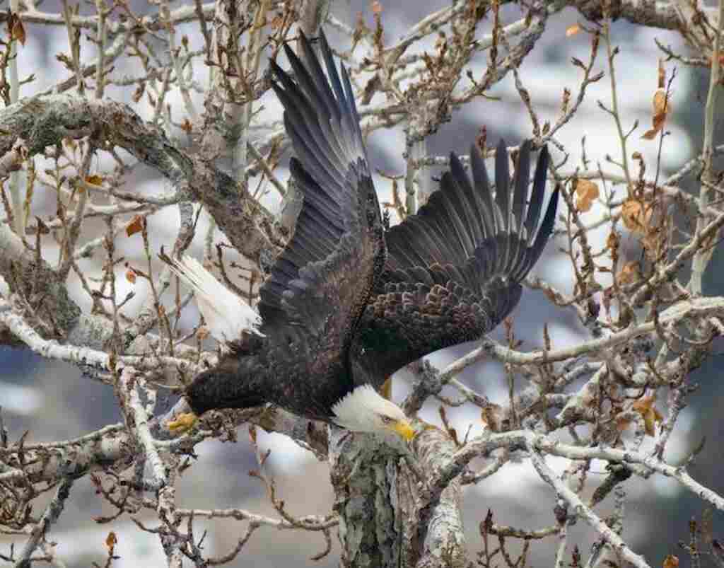 An eagle diving to attack prey.