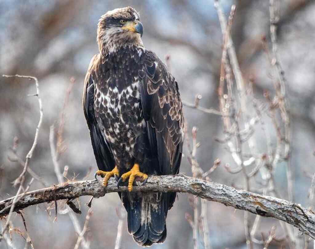 A brown eagle perched in a tree.