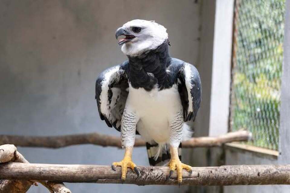 A Harpy Eagle perched on a tree branch.