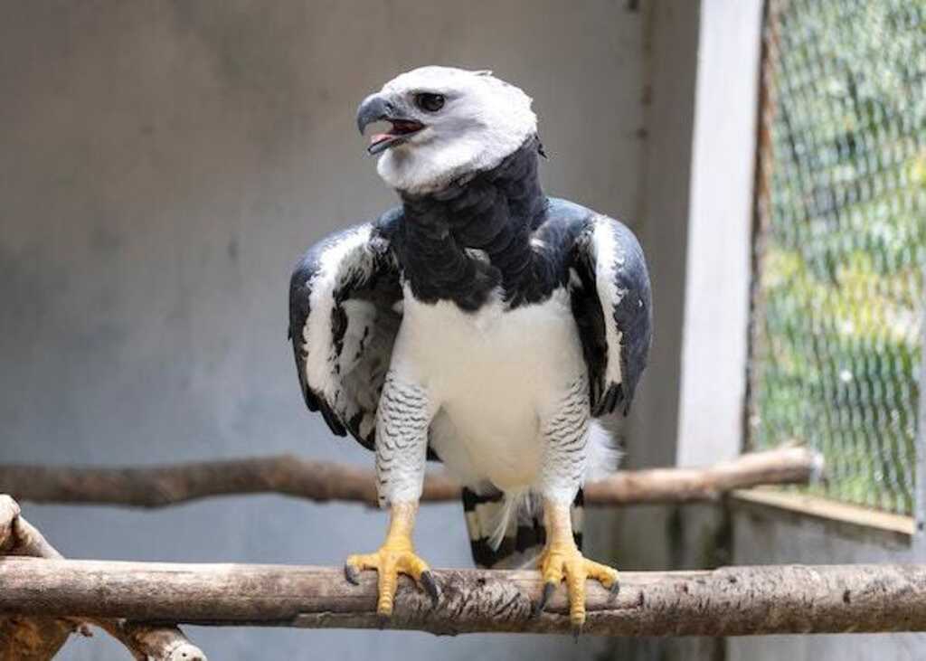 A Harpy Eagle perched on a wooden perch.