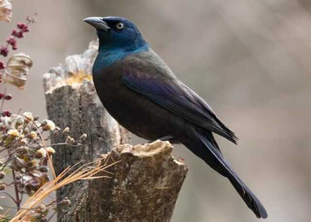 A Common Grackle perched on a tree stump.
