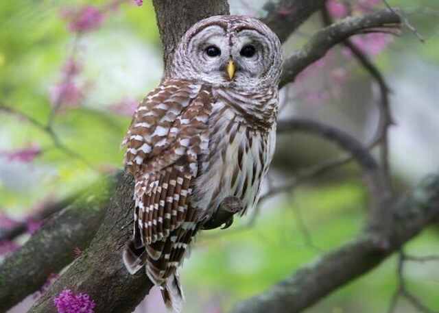 A Barred Owl perched in a tree.