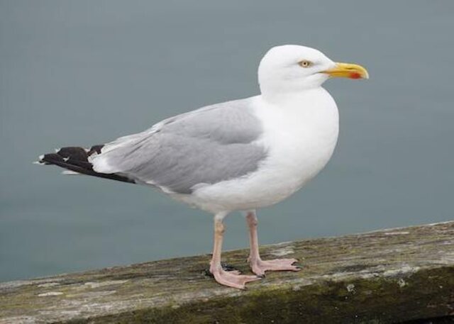 A seagull standing on a railing.