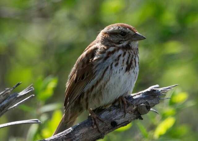 A Song Sparrow perched on a tree branch.