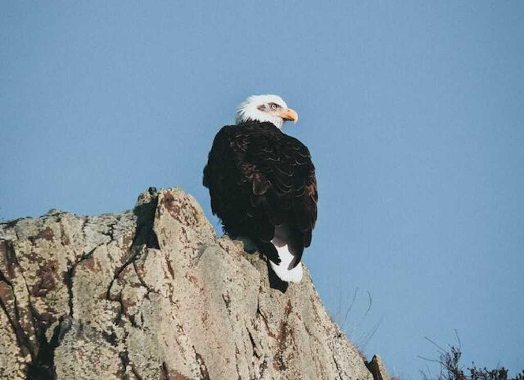 An Eagle perched on a large rock.