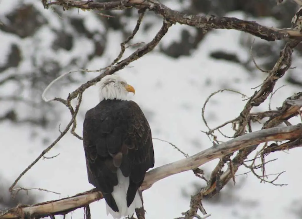 A Bald Eagle perched in a tree in winter.