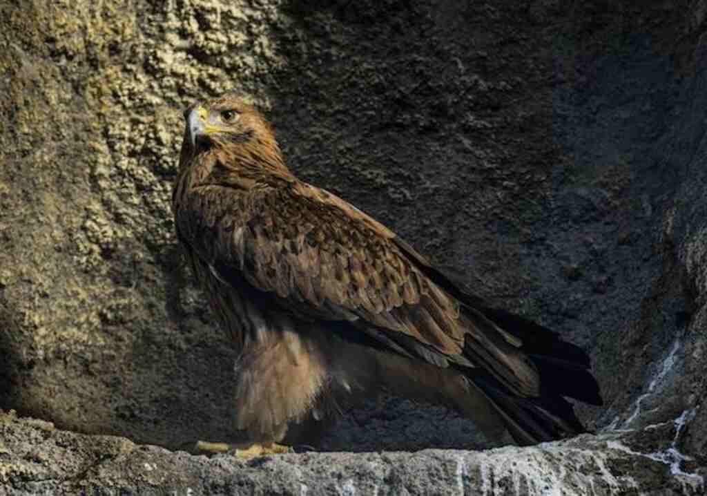 A Golden Eagle standing in a cave.