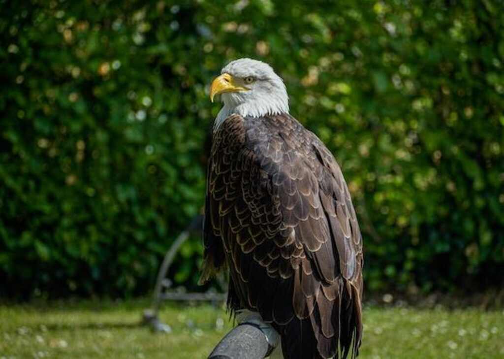 The Bald Eagle, the American symbol.